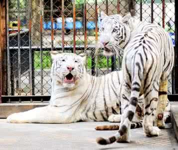 无锡动物园（太湖欢乐园）