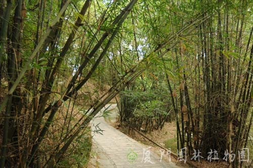 2026竹类植物区门票,厦门竹类植物区游玩攻略,竹类植物区游览攻略路线/地址/门票价格-【去哪儿攻略】
