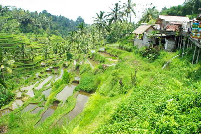 Bali Pulina Agro Tourism