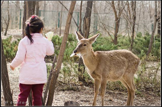 北京野生动物园步行游览区 