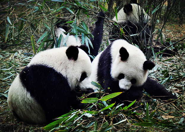 大熊猫14号兽舍