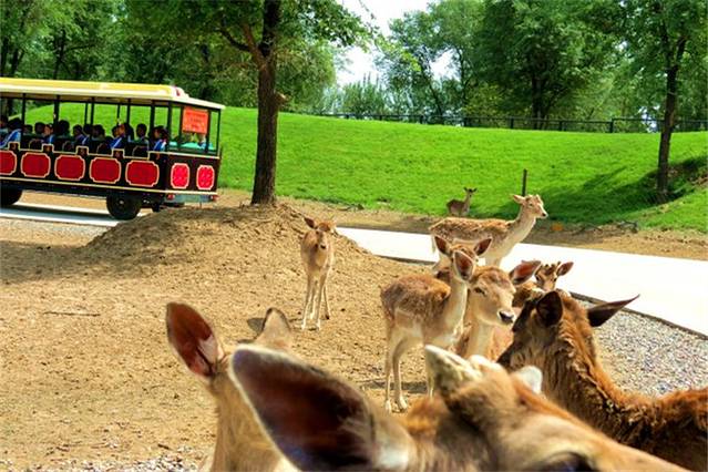 北京野生动物园自驾游览区