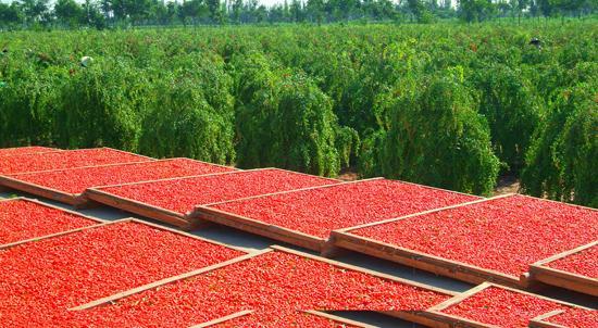 中宁万亩枸杞观光园