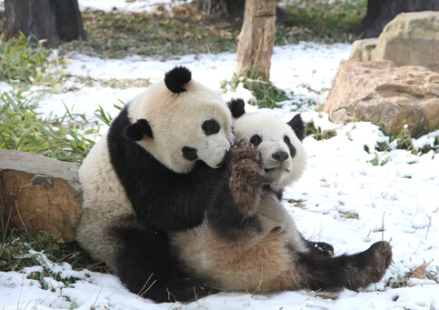 红山森林动物园大熊猫馆