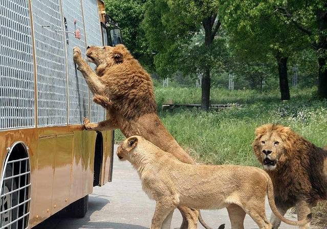 北京野生动物园猛兽体验区
