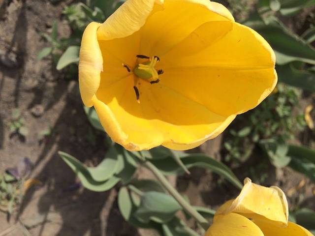 乌鲁木齐植物园