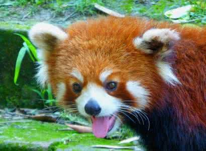 小熊猫2号活动场