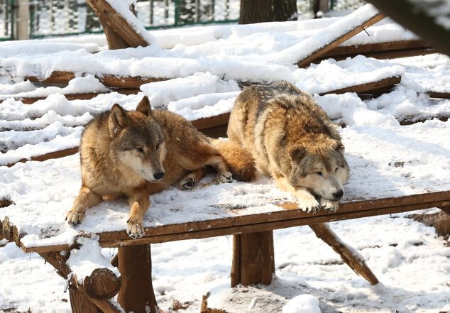 红山森林动物园狼谷