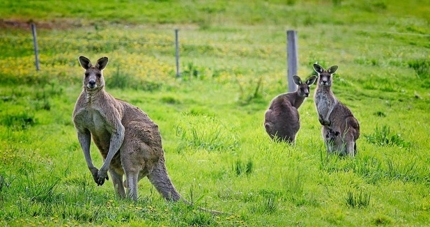 悉尼野生动物园