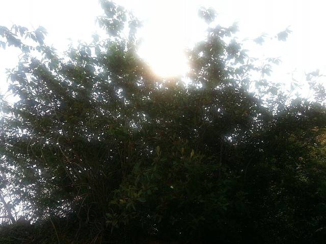 叶挺将军纪念园