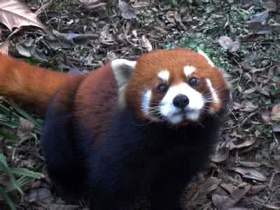 小熊猫1号活动场