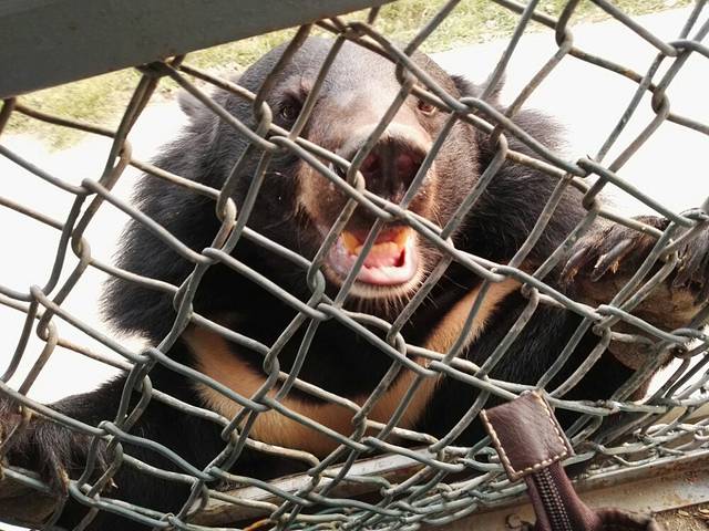 北京野生动物园猛兽体验区