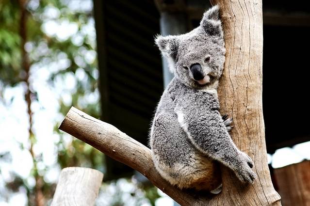 悉尼野生动物园