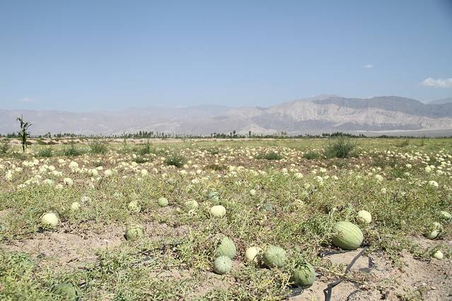 芳香植物生态观光园