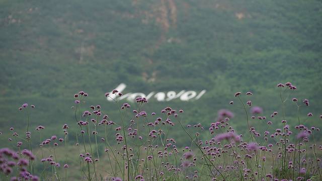 长山薰衣草彩虹小镇