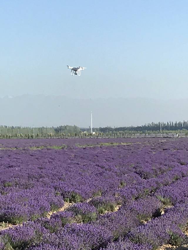 紫苏丽人薰衣草创意产业园