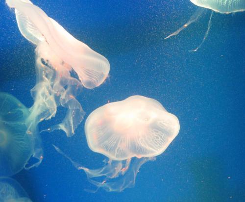 哈尔滨极地馆梦幻水母