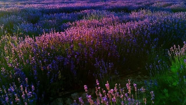 紫苏丽人薰衣草创意产业园