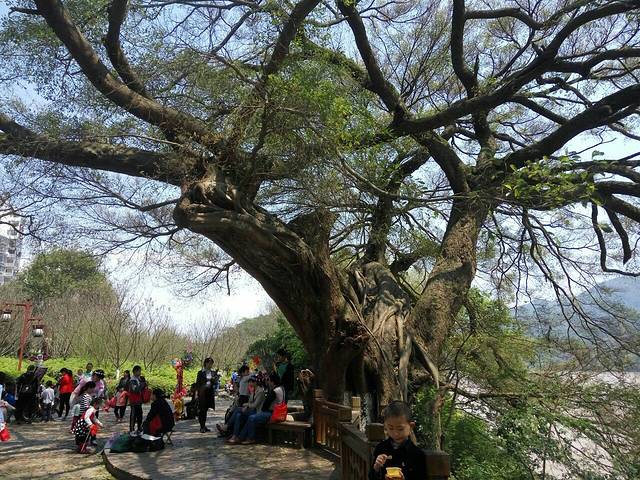 赣南客家名人(樱花锦绣)公园