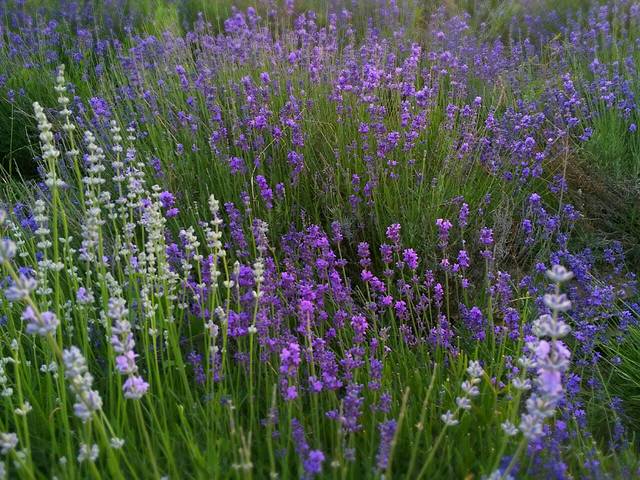 紫苏丽人薰衣草创意产业园