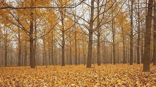 邳州银杏时光隧道景区