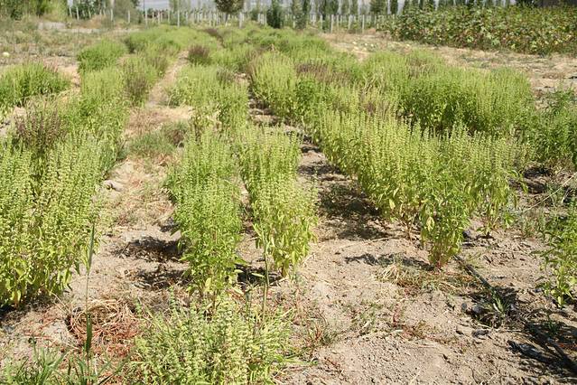 芳香植物生态观光园