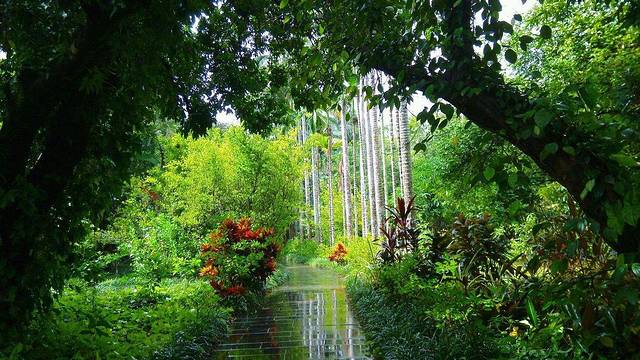 兴隆热带植物园