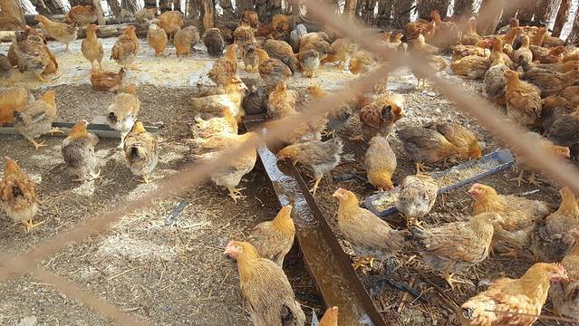 芳香植物生态观光园