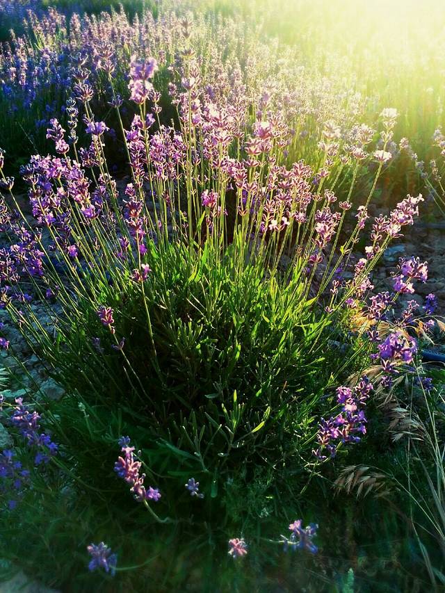 紫苏丽人薰衣草创意产业园