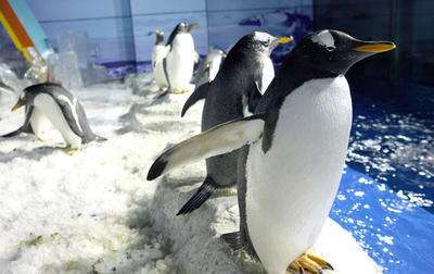 哈尔滨极地馆南极企鹅岛