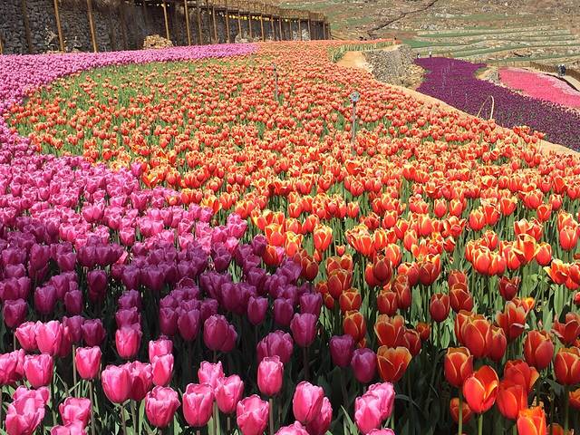 凉都花海温泉旅游度假区