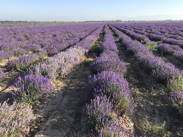 紫苏丽人薰衣草创意产业园