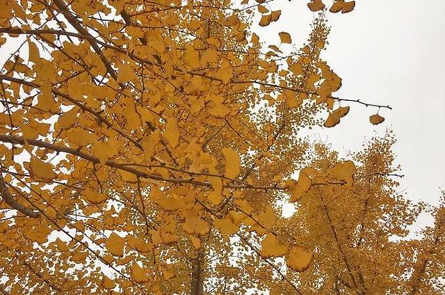 邳州银杏时光隧道景区