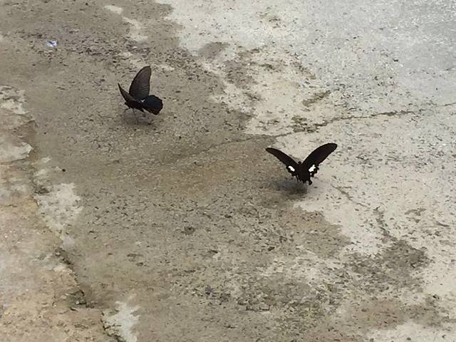 观音岩生态旅游区