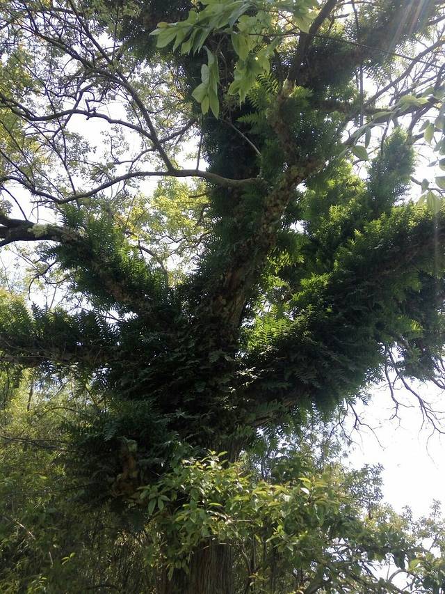 赣南客家名人(樱花锦绣)公园