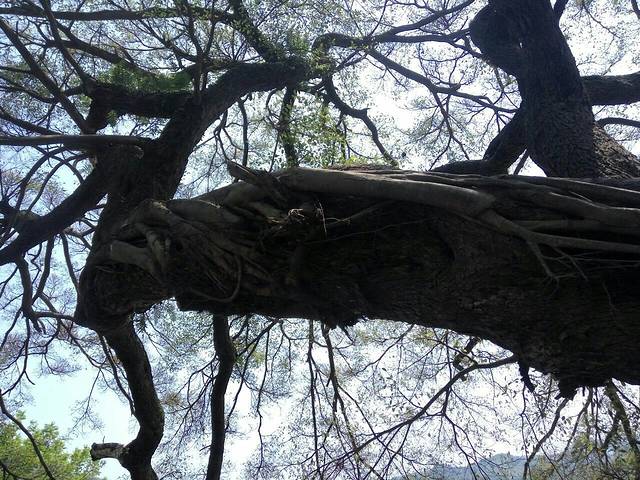 赣南客家名人(樱花锦绣)公园