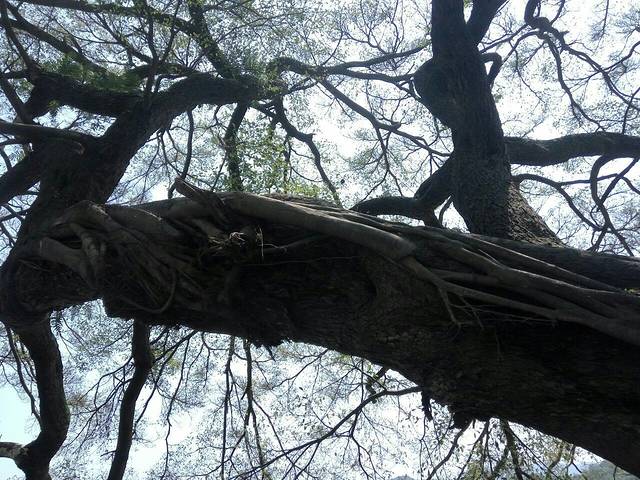 赣南客家名人(樱花锦绣)公园