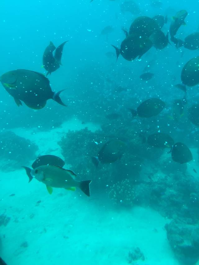 美人鱼号观光潜水艇