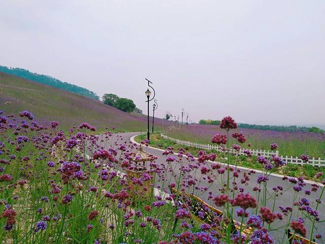 长山薰衣草彩虹小镇