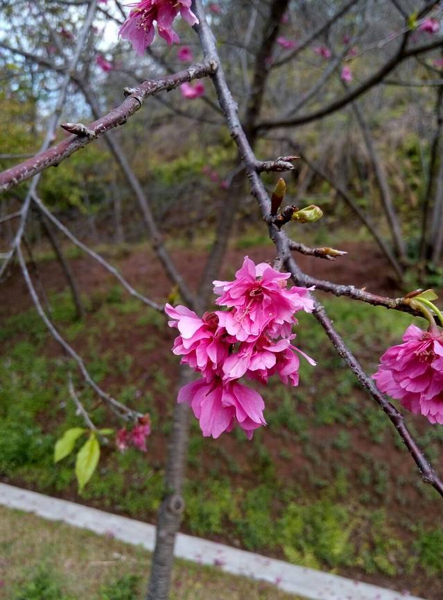 客林爱丽丝庄园