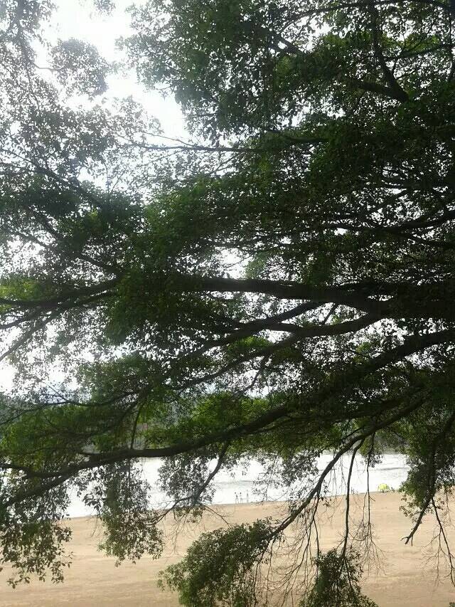 赣南客家名人(樱花锦绣)公园