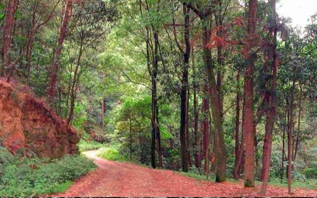 四川省高石梯森林公园