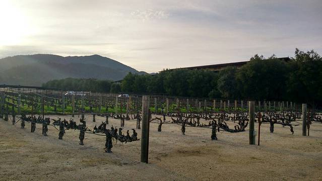 罗伯特·蒙大维酒庄