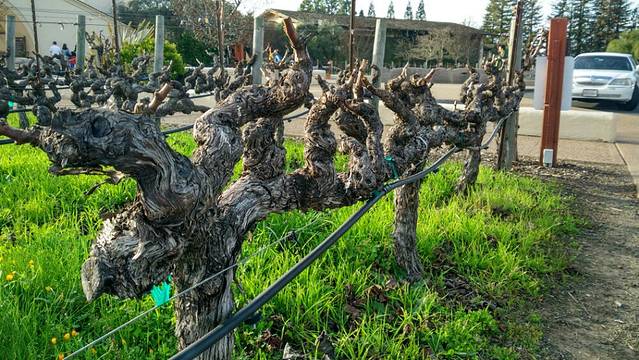 罗伯特·蒙大维酒庄