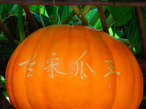 老宋瓜王采摘园