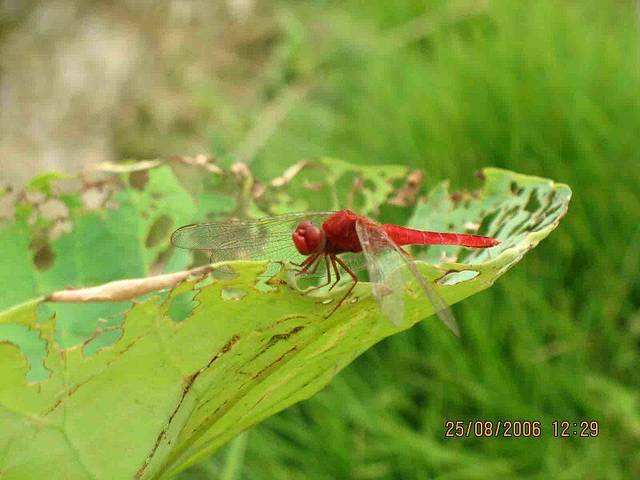 翠岩山森林公园