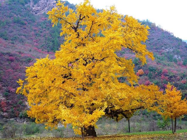 邳州国家级银杏博览园