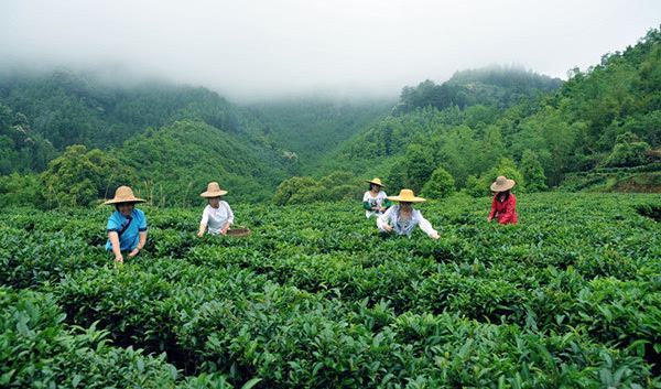 苍梧六堡茶庄园