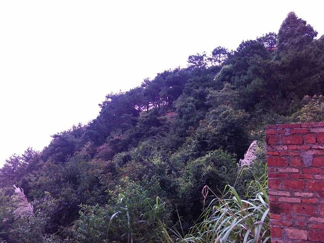 兴宁市黄蜂窝茶山旅游区