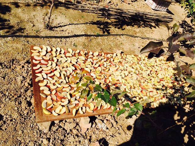 曹明蟒山苹果采摘园